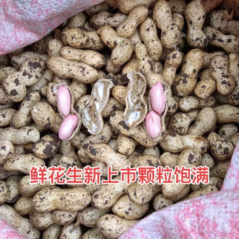新上市新鲜花生颗粒饱满批发采购红皮两四粒红当季货现挖