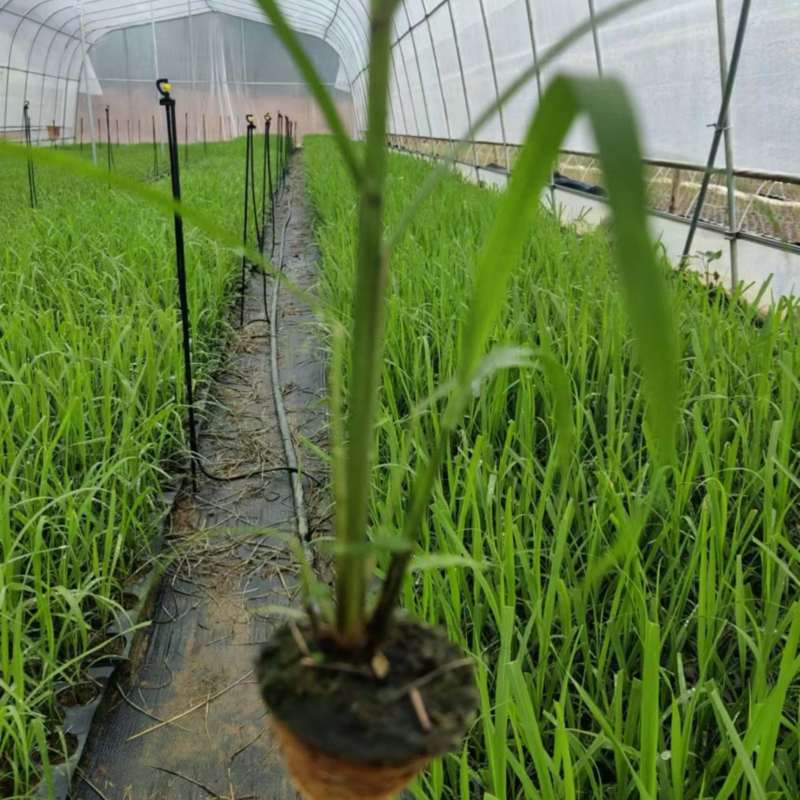 【基地直发】黄皮甘蔗苗种茎苗直种苗丰林种业一手货源品质