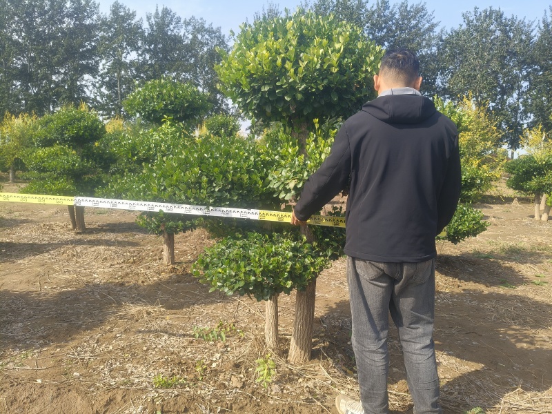 造型卫矛