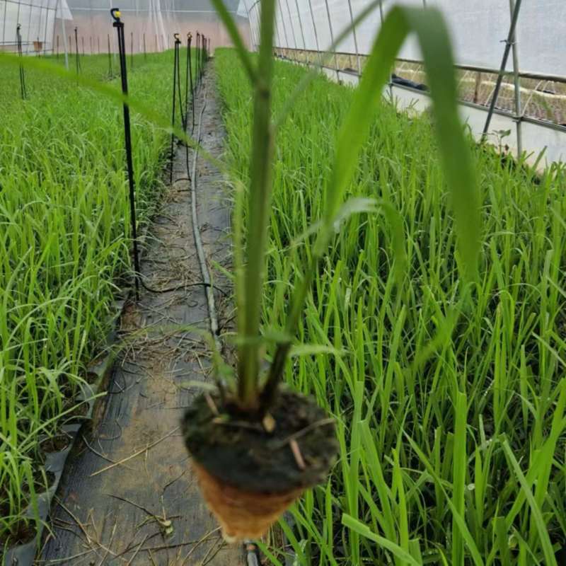 【热卖中】广东紫皮甘蔗苗直种苗种茎苗丰林种业基地直发
