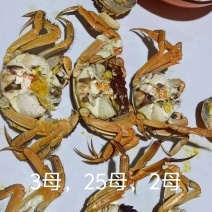洪湖大闸蟹基地直发货源充足对接批发商可视频看货
