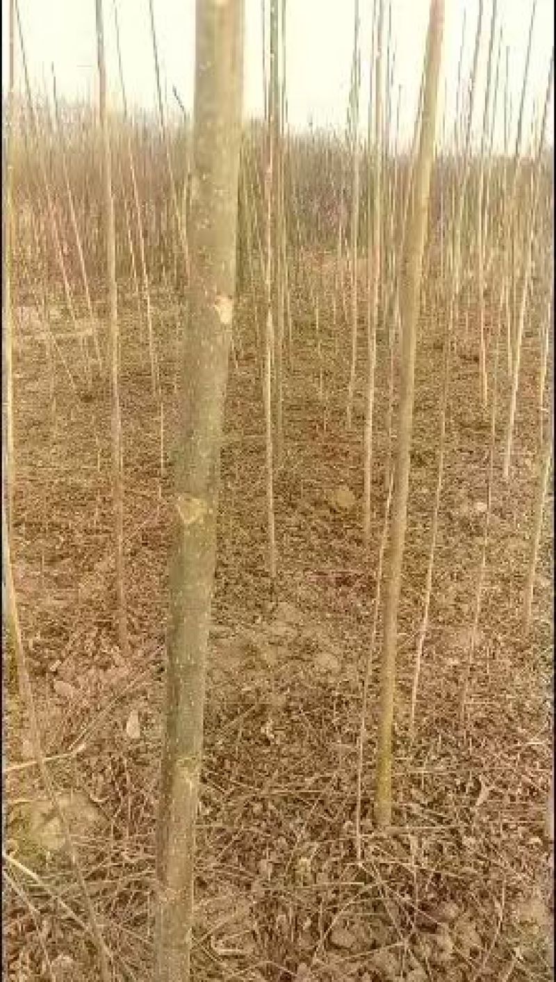 《香椿苗》红柚香椿苗/山东发货/质量三包/提供技术指导