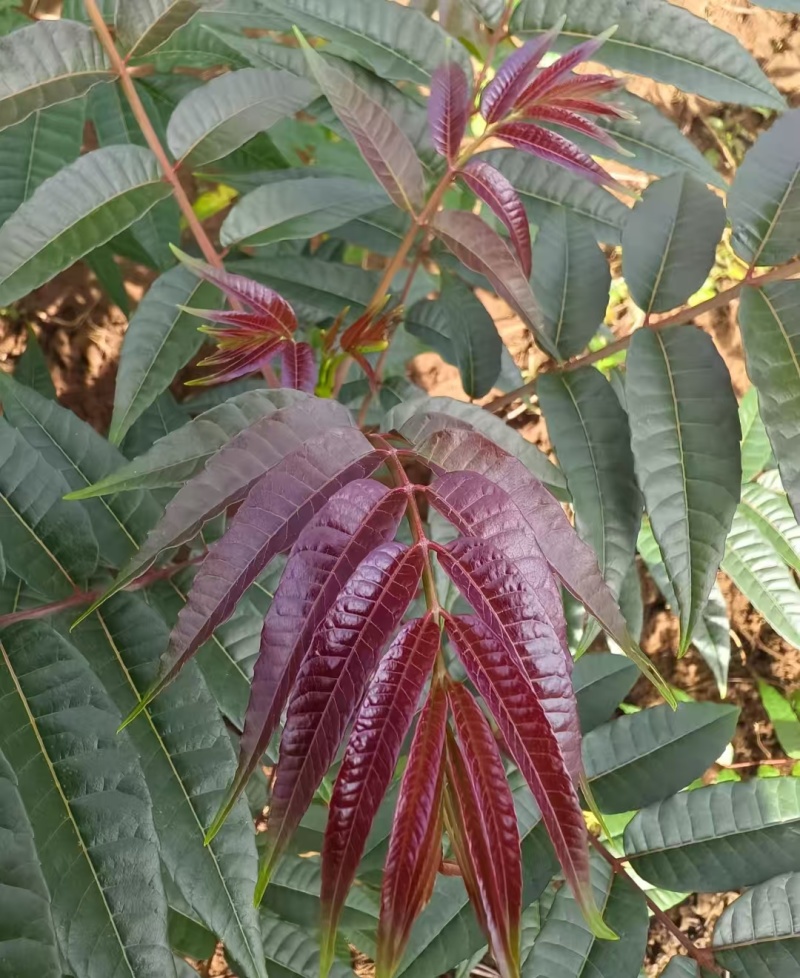 《香椿苗》红柚香椿苗/山东发货/质量三包/提供技术指导