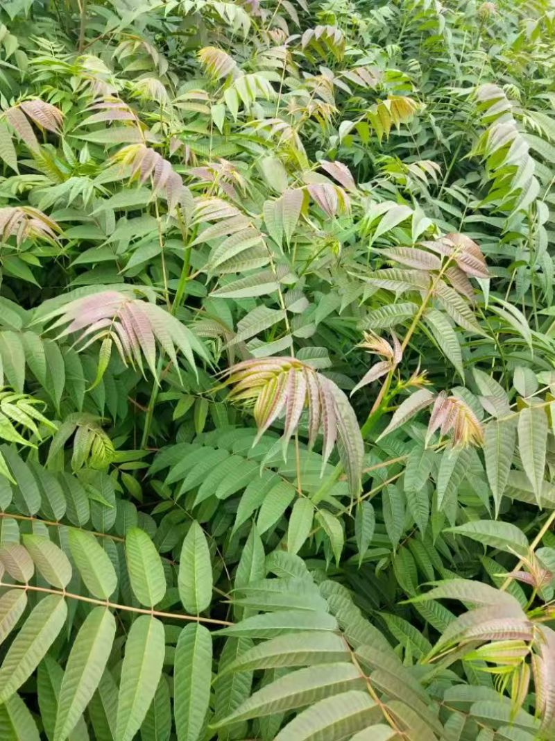 《香椿苗》红柚香椿苗/山东发货/质量三包/提供技术指导