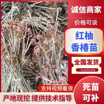 《香椿苗》红柚香椿苗/山东发货/质量三包/提供技术指导
