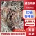 《香椿苗》红柚香椿苗/山东发货/质量三包/提供技术指导