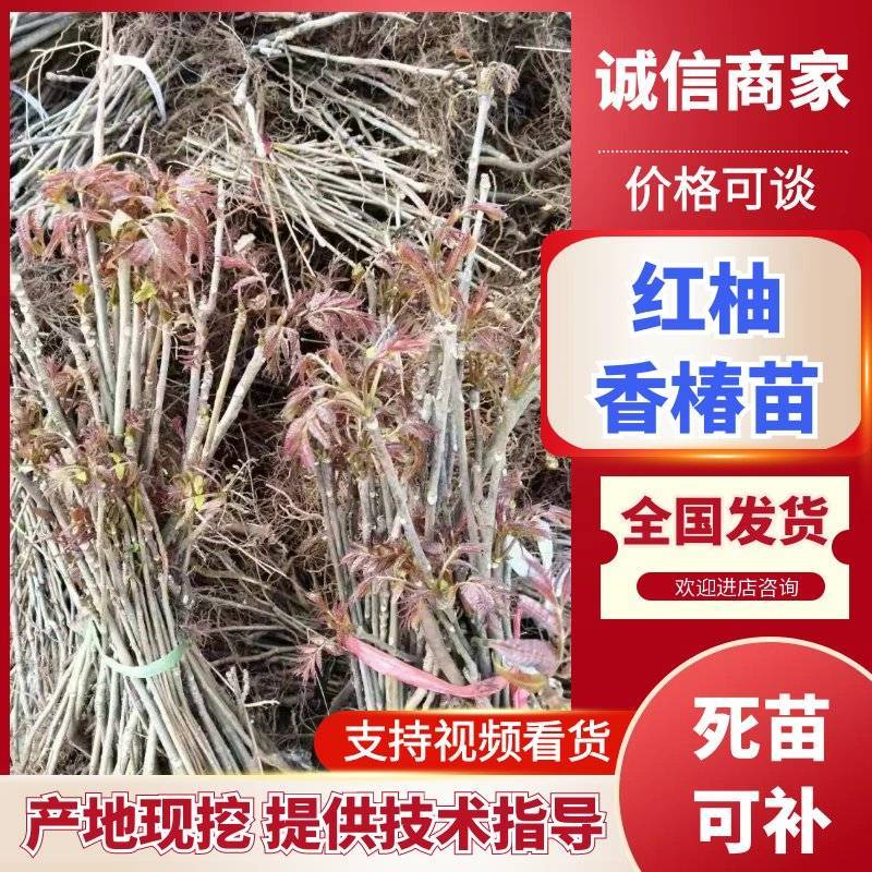《香椿苗》红柚香椿苗/山东发货/质量三包/提供技术指导