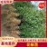 《花椒苗》大红袍花椒苗/青花椒苗/狮子头/质量三包