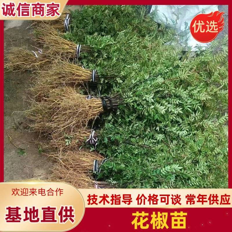 《花椒苗》大红袍花椒苗/青花椒苗/狮子头/质量三包