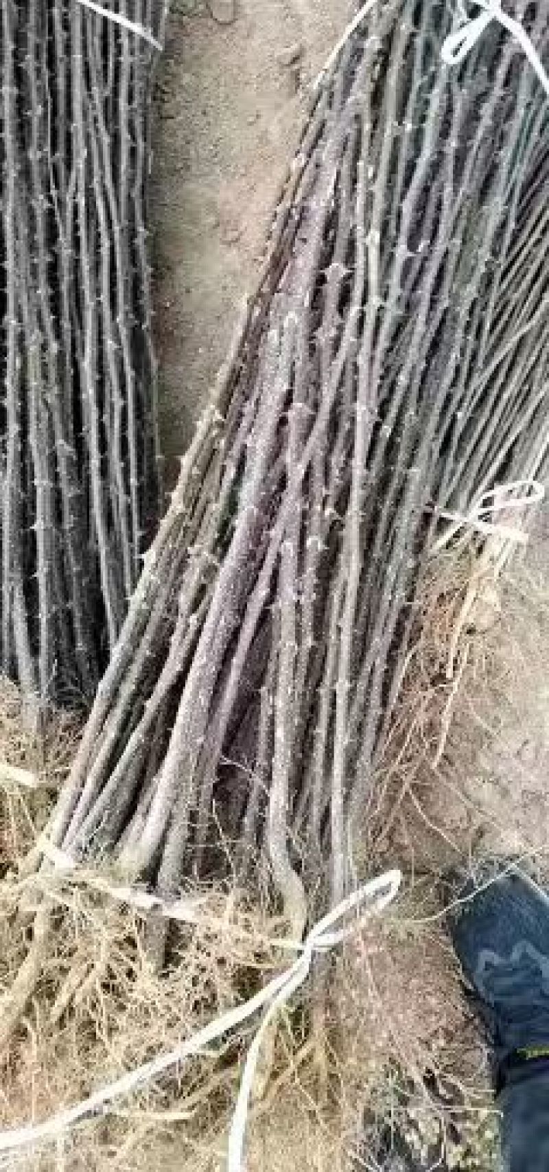 《花椒苗》大红袍花椒苗/青花椒苗/狮子头/质量三包