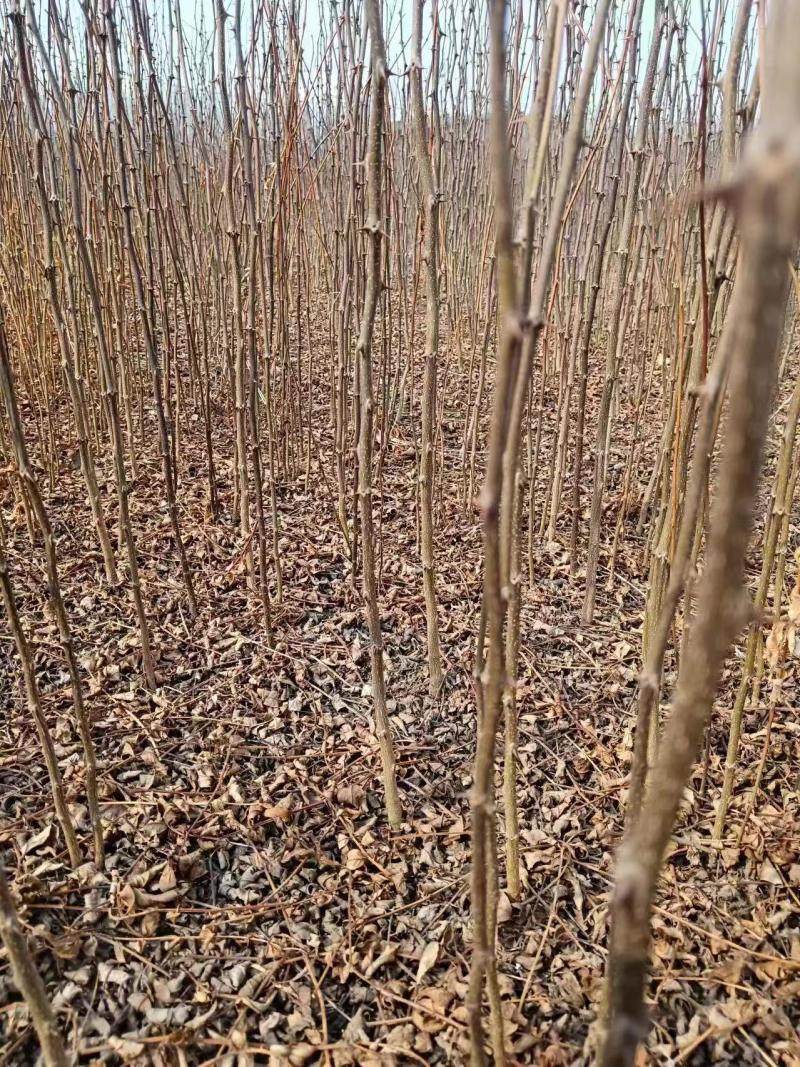 《花椒苗》大红袍花椒苗/青花椒苗/狮子头/质量三包