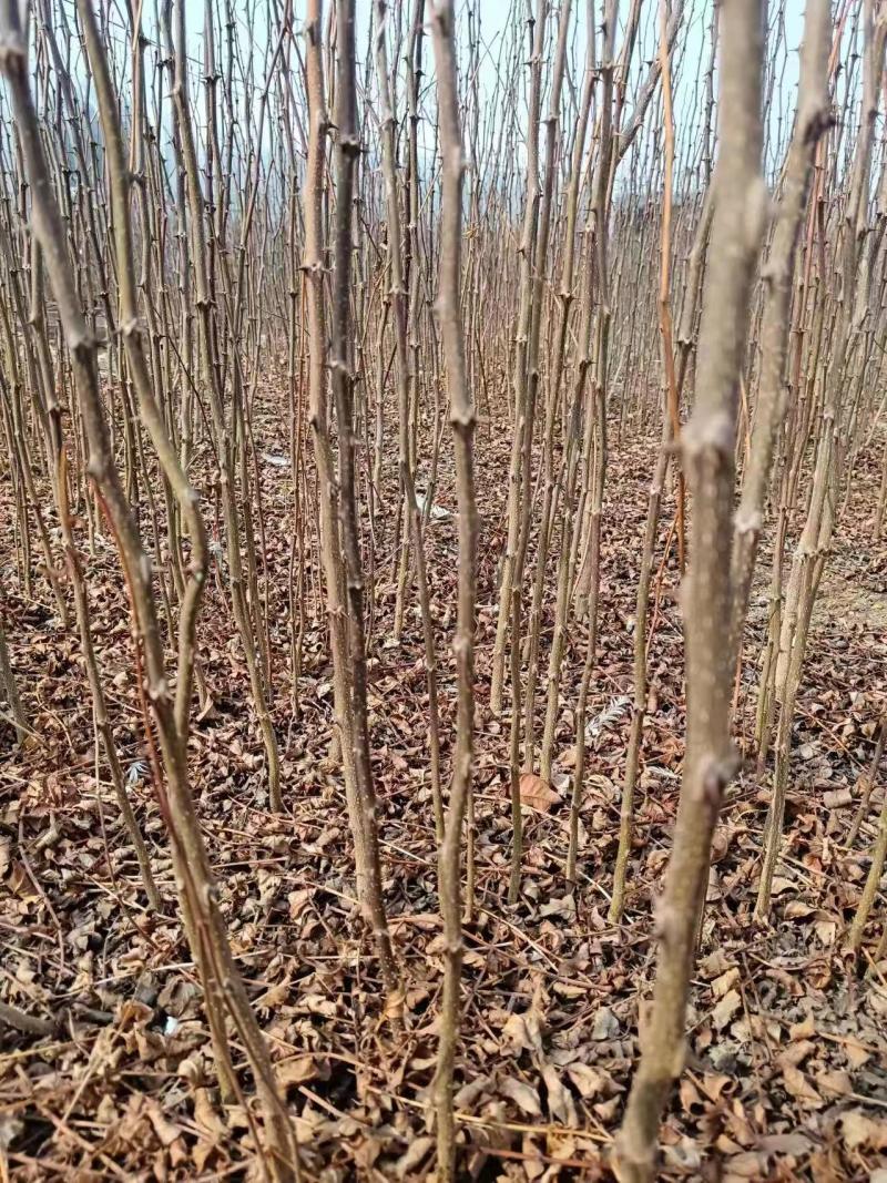 《花椒苗》大红袍花椒苗/青花椒苗/狮子头/质量三包