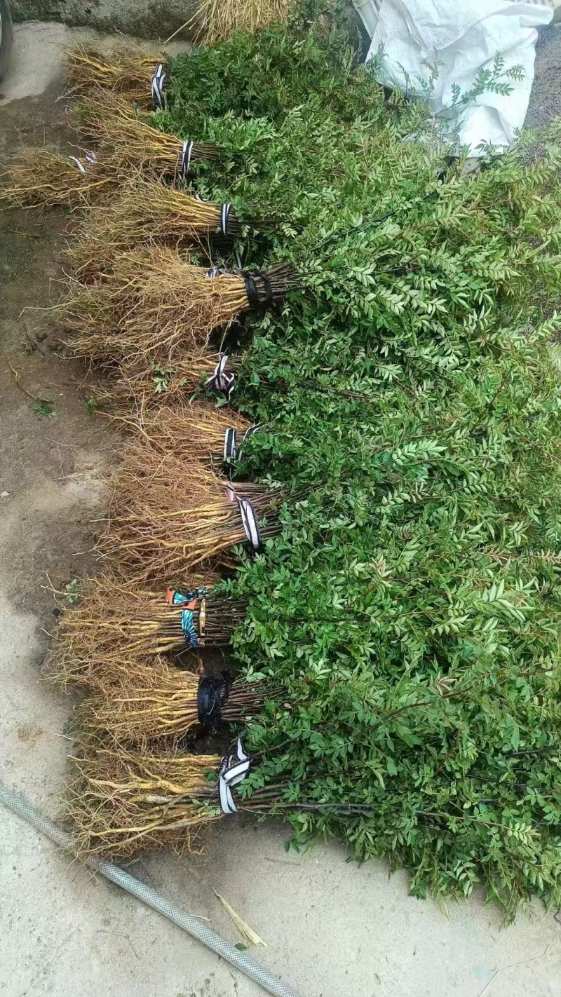 《花椒苗》大红袍花椒苗/青花椒苗/狮子头/质量三包