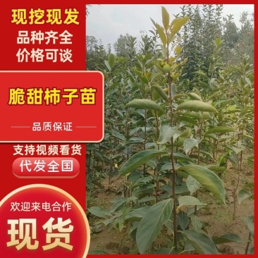 （柿子苗）脆甜柿子，阳丰，次朗，富有，太秋，磨盘苗都有货