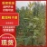 （柿子苗）脆甜柿子，阳丰，次朗，富有，太秋，磨盘苗都有货