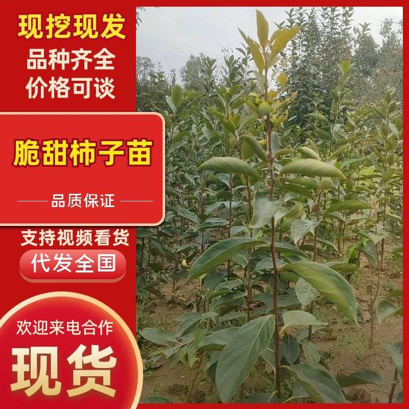 （柿子苗）脆甜柿子，阳丰，次朗，富有，太秋，磨盘苗都有货