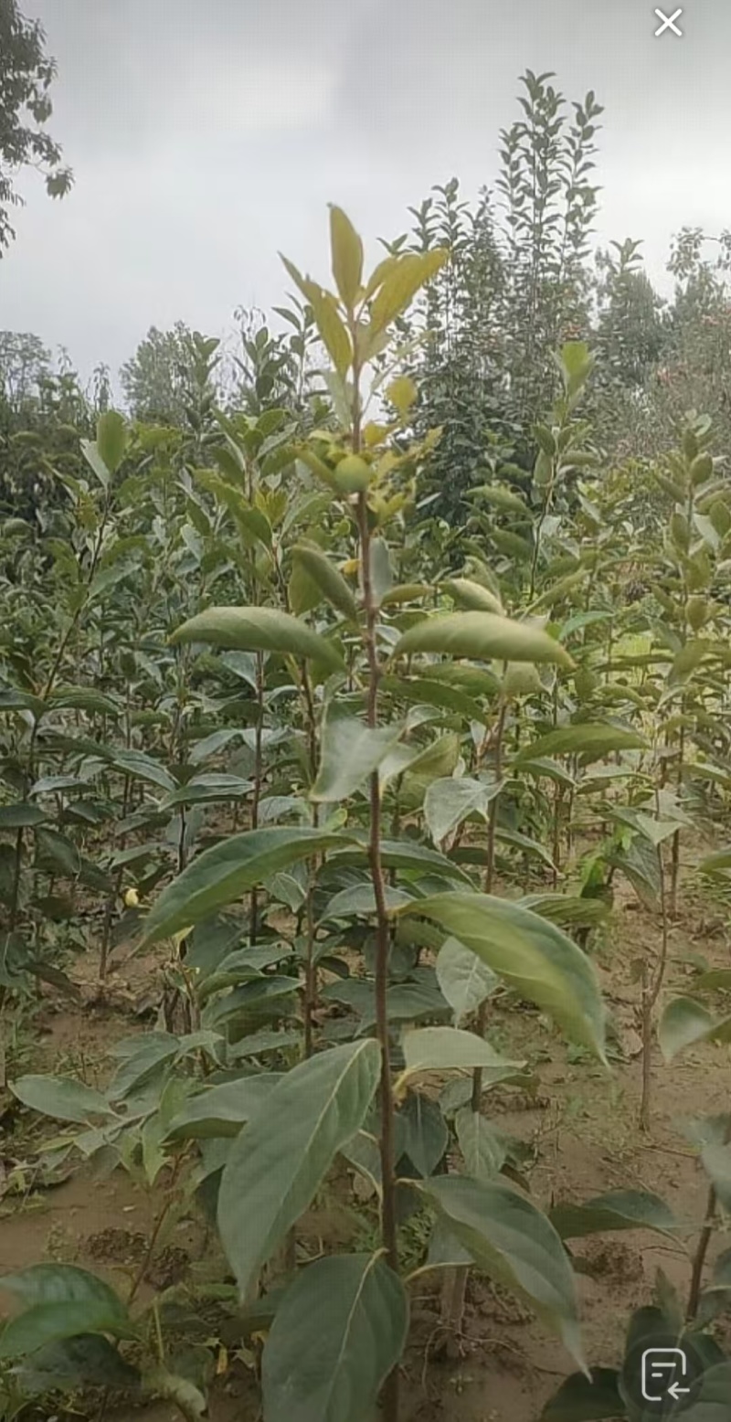 （柿子苗）脆甜柿子，阳丰，次朗，富有，太秋，磨盘苗都有货