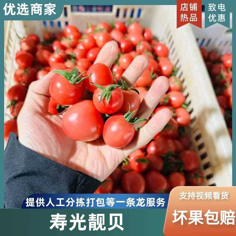 靓贝圣女果高糖度皮薄爆汁果形靓丽均匀产