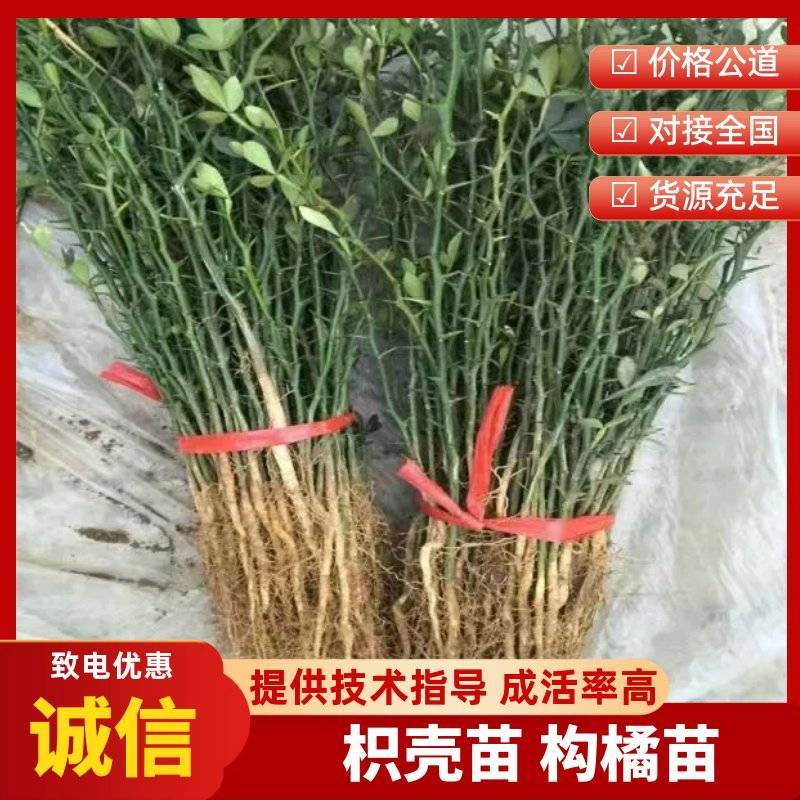 《枳壳苗》构橘苗，雀不占都有/基地直发/质量三包全国供应