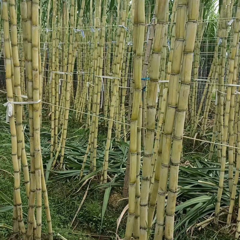 广西黄皮甘蔗，产地直供大量有货对接超市批发市场