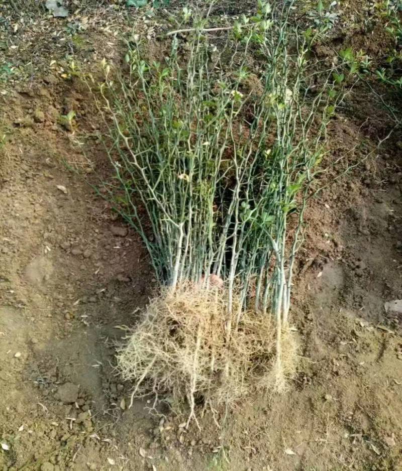 《枳壳苗》构橘苗，雀不占都有/基地直发/质量三包全国供应