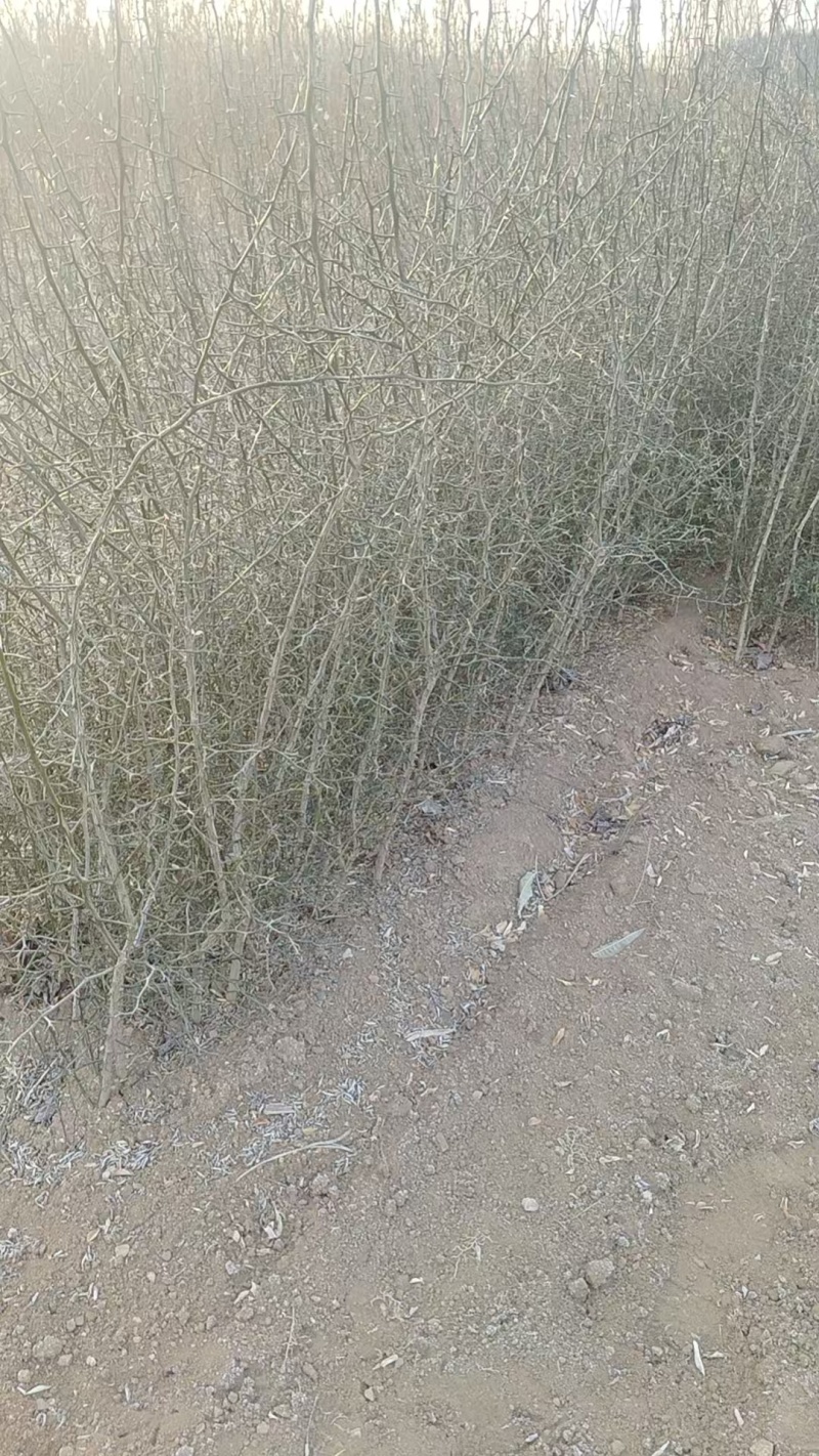 《枳壳苗》构橘苗，雀不占都有/基地直发/质量三包全国供应
