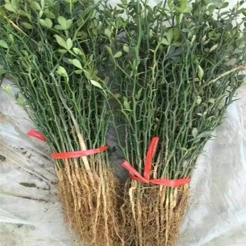 《枳壳苗》构橘苗，雀不占都有/基地直发/质量三包全国供应