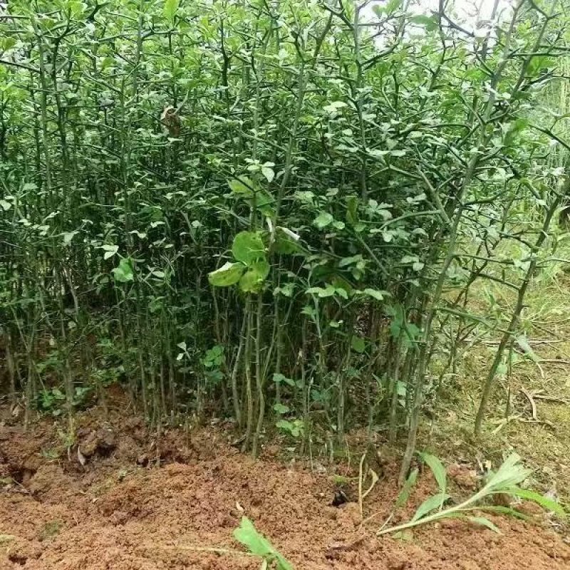 《枳壳苗》构橘苗，雀不占都有/基地直发/质量三包全国供应