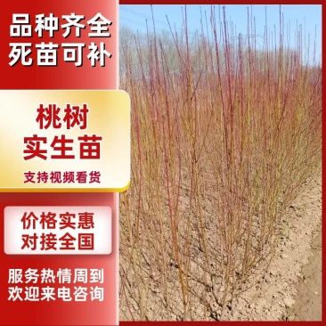 《桃树实生苗》，毛桃苗，占地苗/基地直发包活保质保量