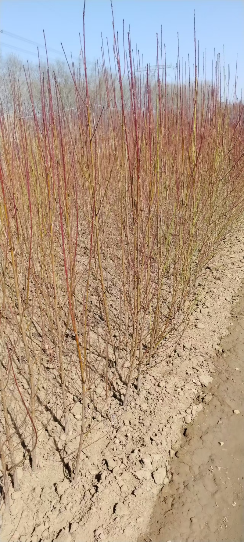 《桃树实生苗》，毛桃苗，占地苗/基地直发包活保质保量