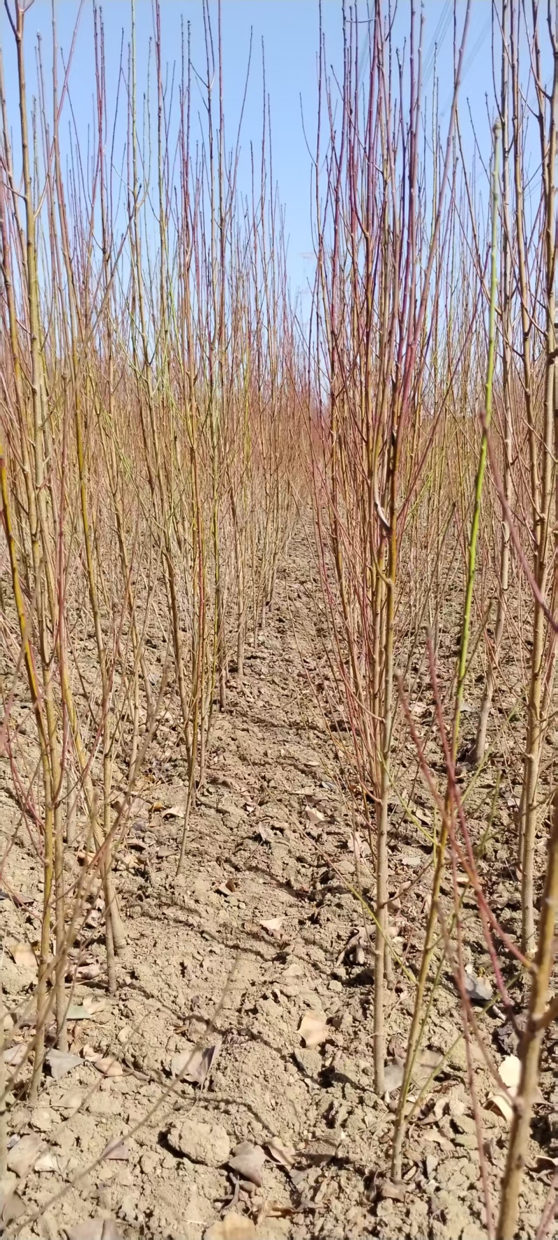 《桃树实生苗》，毛桃苗，占地苗/基地直发包活保质保量