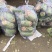 基地青萝卜，大量现货，量大从优，全国发货，优良品质