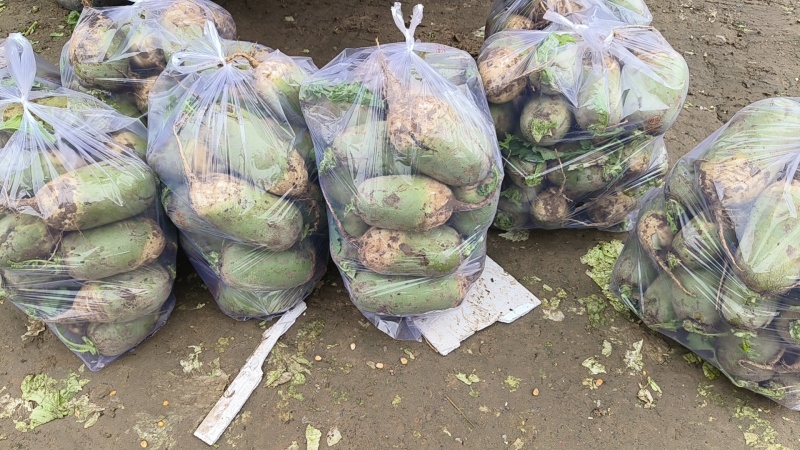 基地青萝卜，大量现货，量大从优，全国发货，优良品质