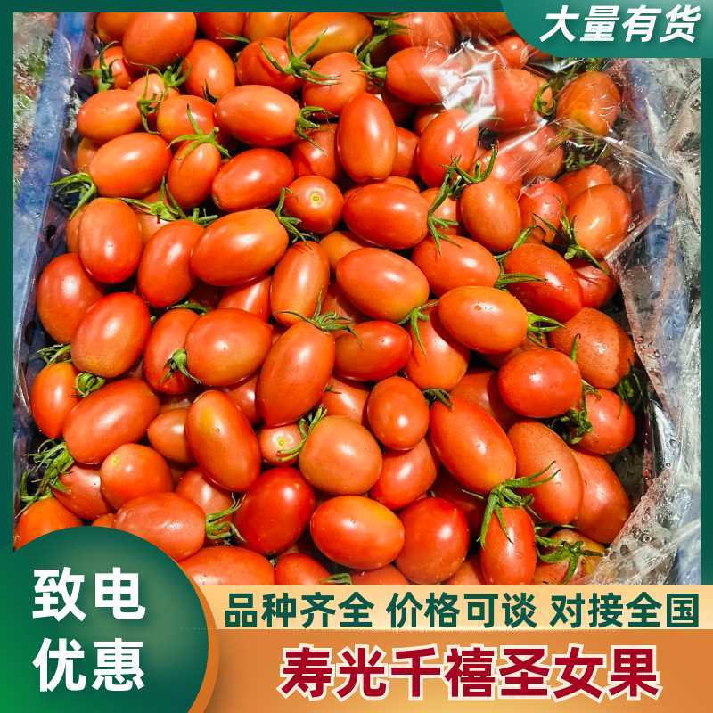 【**抢订】高糖度千禧圣女果皮薄爆汁果形均匀色泽鲜