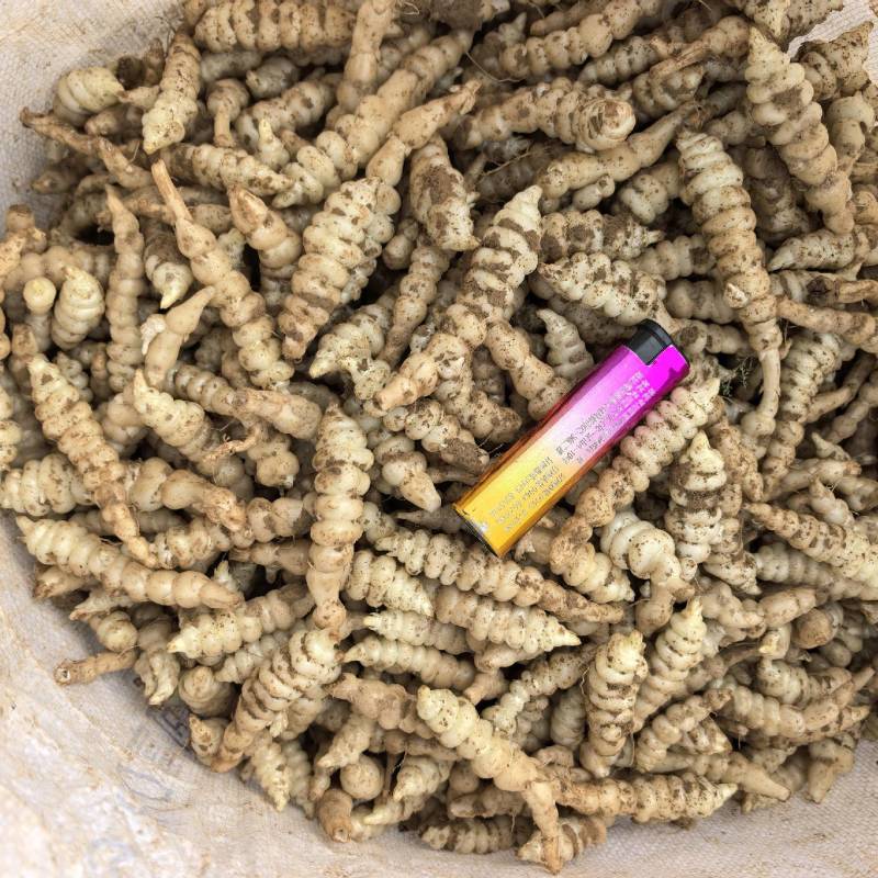 螺丝菜