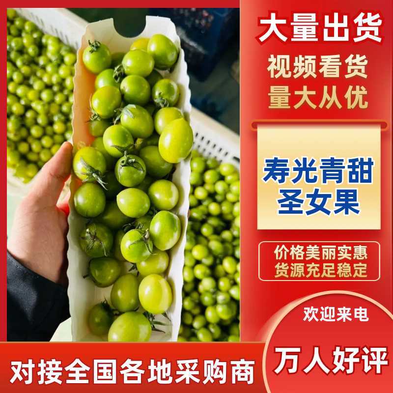 青甜圣女果清甜爆汁皮实硬度好