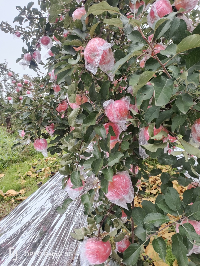 山西万荣纸加膜红富士现己大量上市，有条红有片红，货源充足