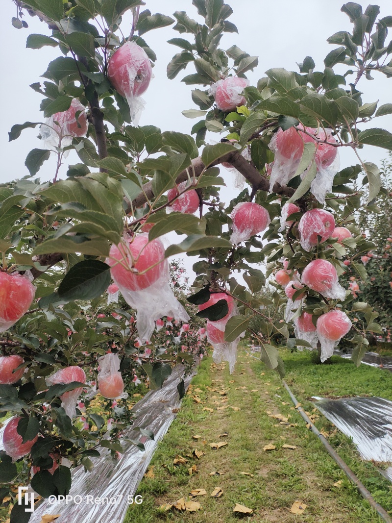 山西万荣纸加膜红富士现己大量上市，有条红有片红，货源充足