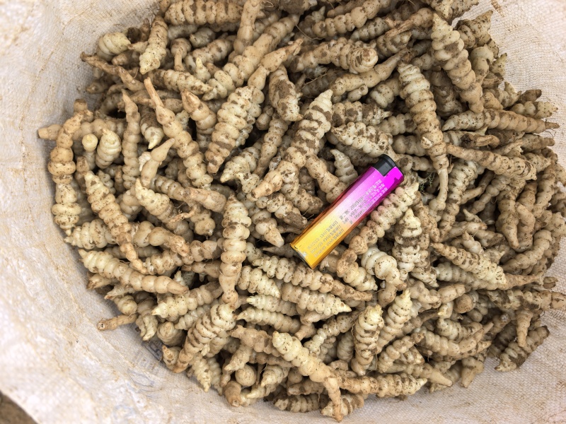螺丝菜