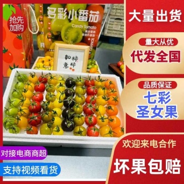 【基地直供颜色丰富】七彩圣女果皮实肉厚耐储运风味独