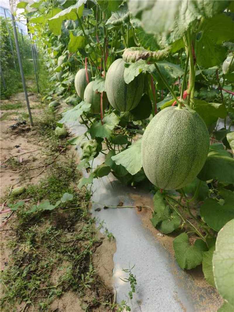 海南哈密瓜晓蜜25产地一手货源园棚货量大价优欢迎随时联系