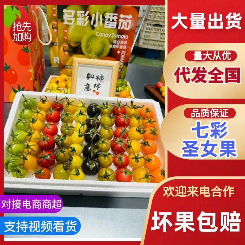【基地直供颜色丰富】七彩圣女果皮实肉厚耐储运风味独
