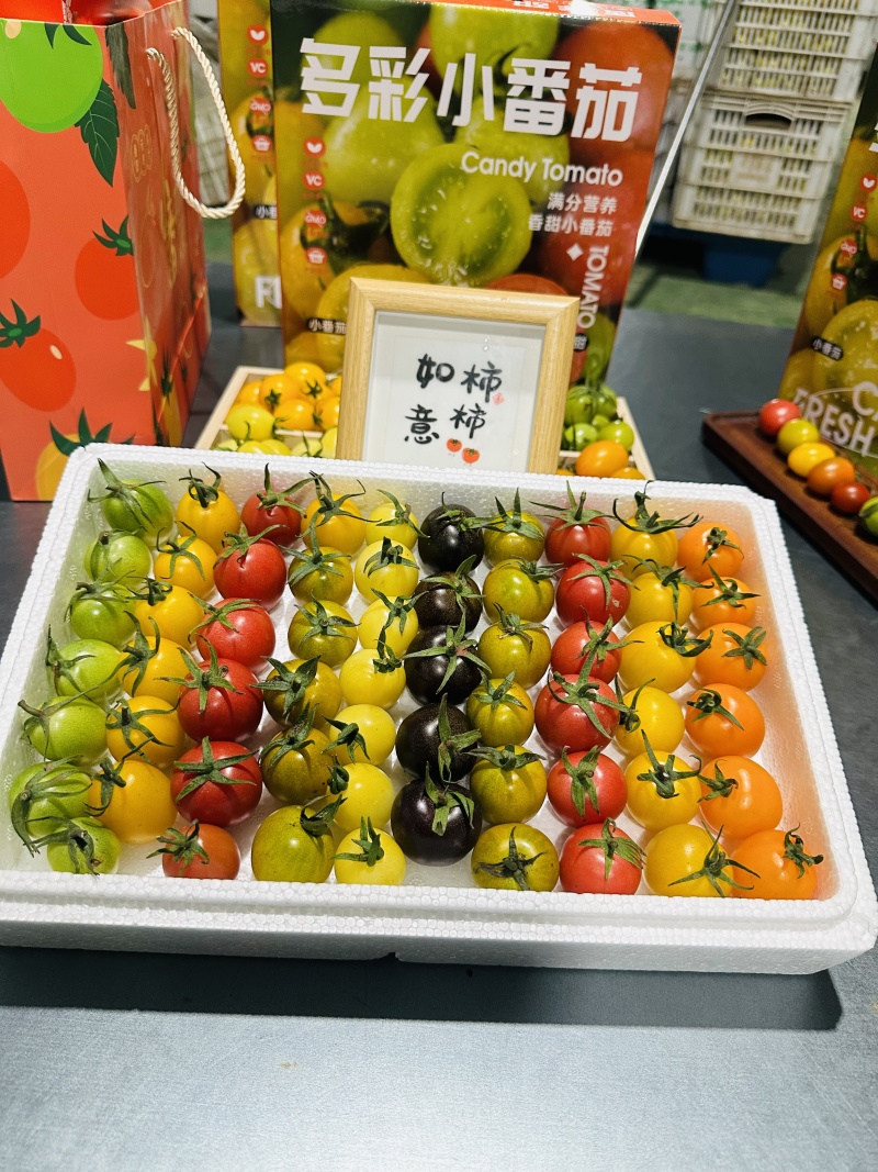 【基地直供颜色丰富】七彩圣女果皮实肉厚耐储运风味独