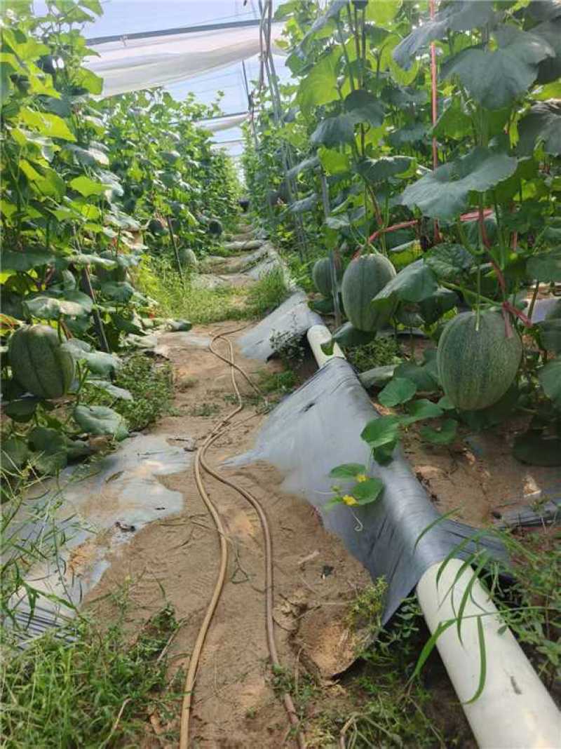 海南哈密瓜晓蜜25产地一手货源园棚货量大价优欢迎随时联系