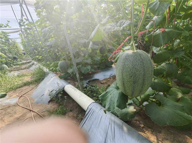 海南哈密瓜晓蜜25产地一手货源园棚货量大价优欢迎随时联系