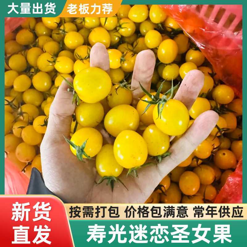 迷恋品种圣女果浓甜风味高产期现