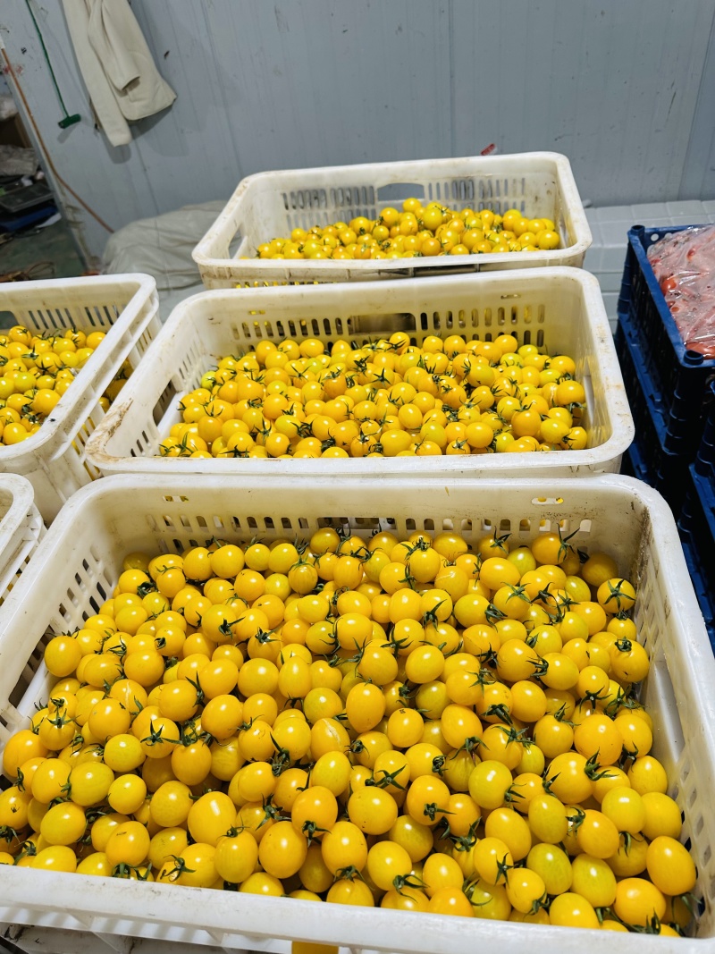 迷恋品种圣女果浓甜风味高产期现