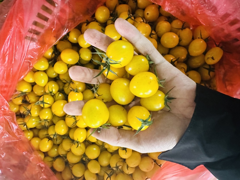 迷恋品种圣女果浓甜风味高产期现