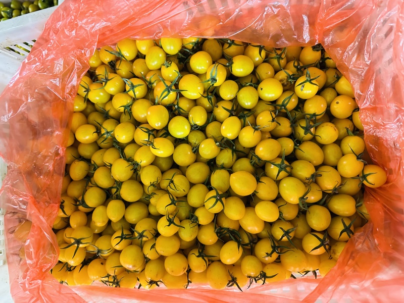 迷恋品种圣女果浓甜风味高产期现