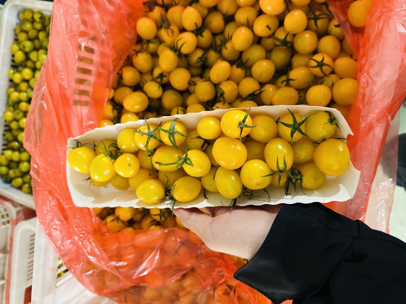 迷恋品种圣女果浓甜风味高产期现